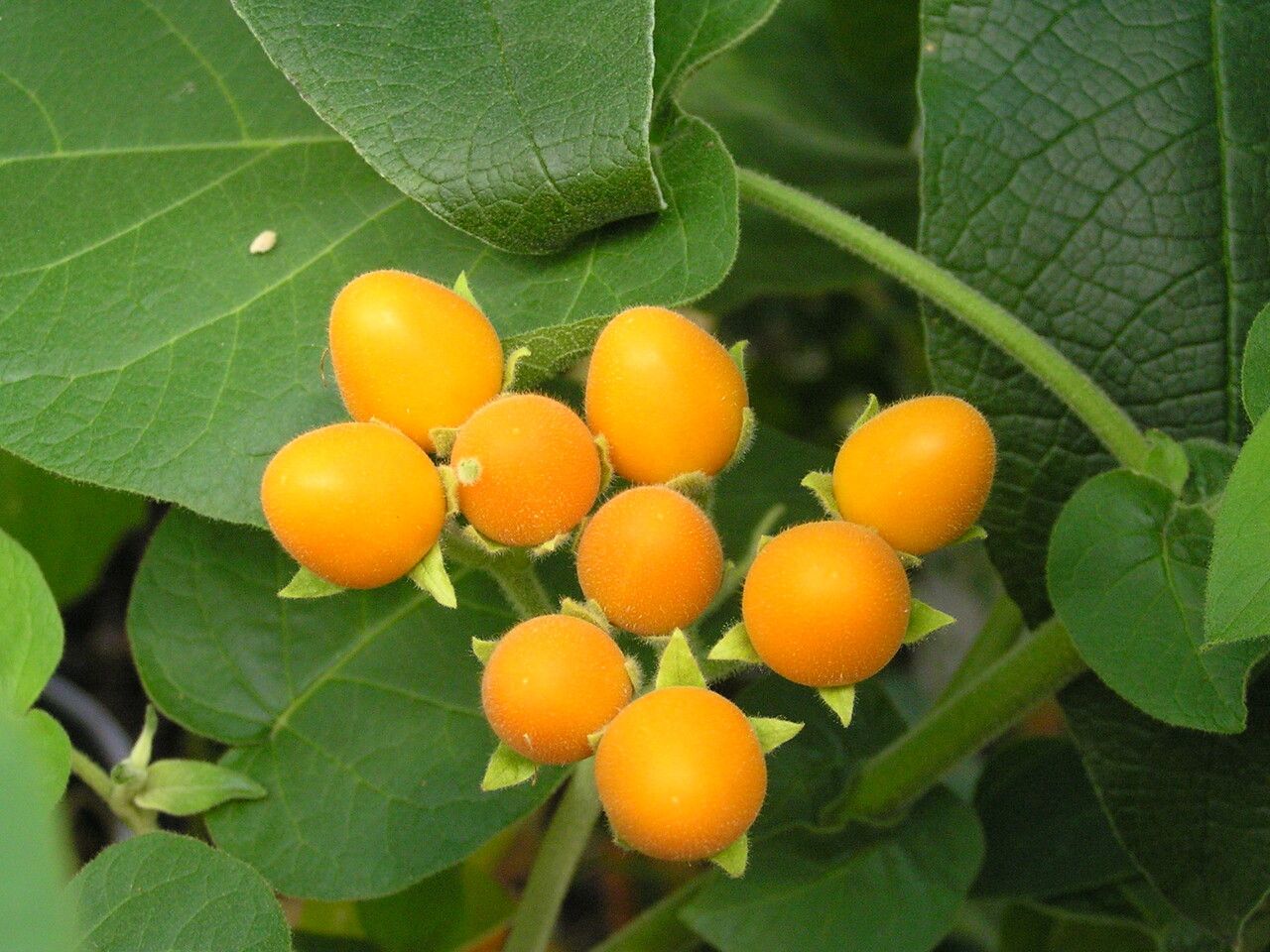 Solanum abutiloides fruit