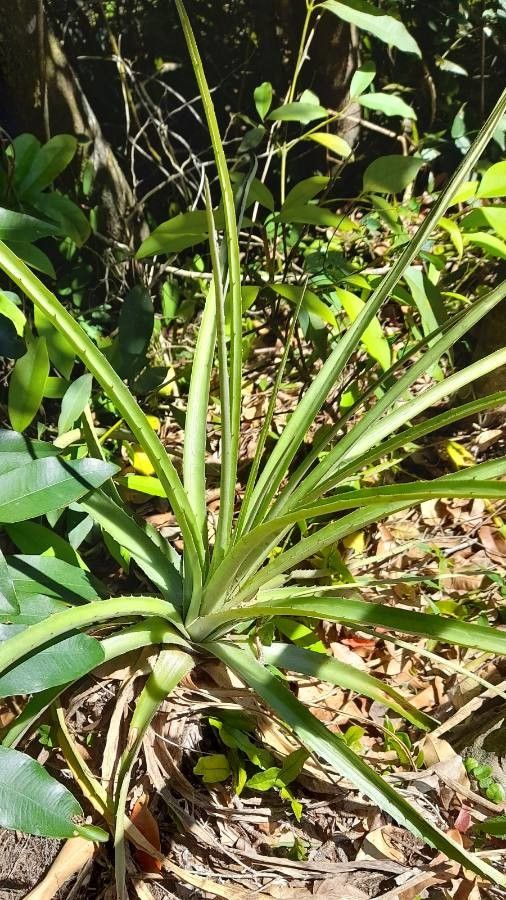 Dyckia distachya — houseplant care guide
