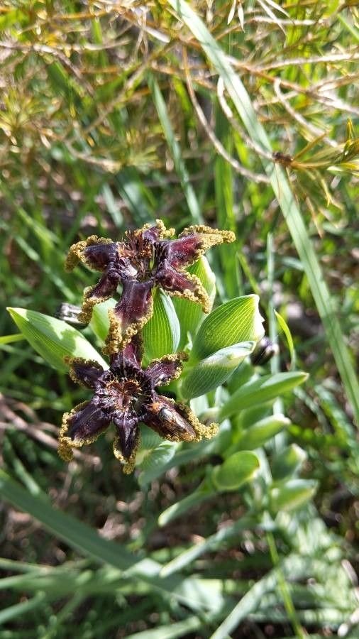 Ferraria crispa flower