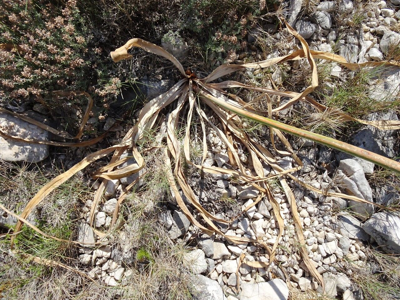 Asphodelus Cerasiferus — related species from the same genus