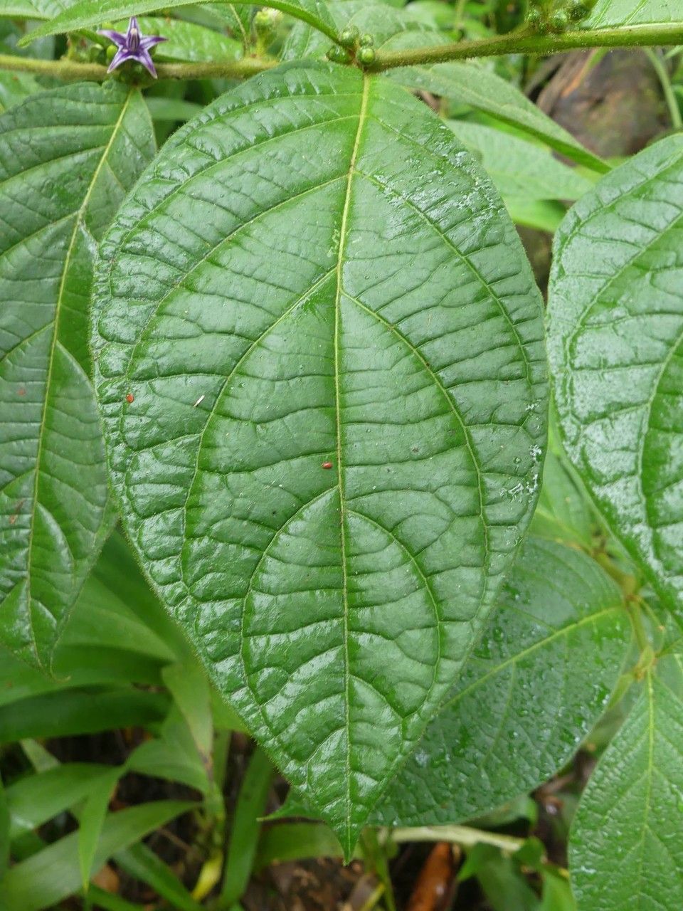 Lycianthes sanctaeclarae — search result for 'Lycianthes'