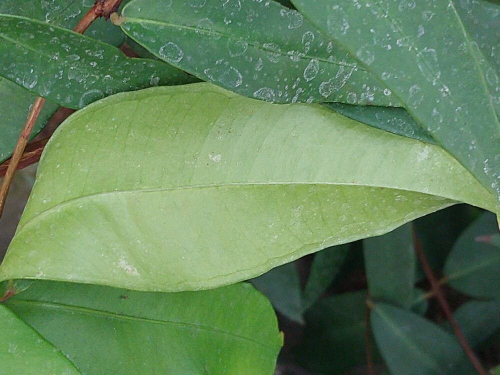 Meryta latifolia leaf