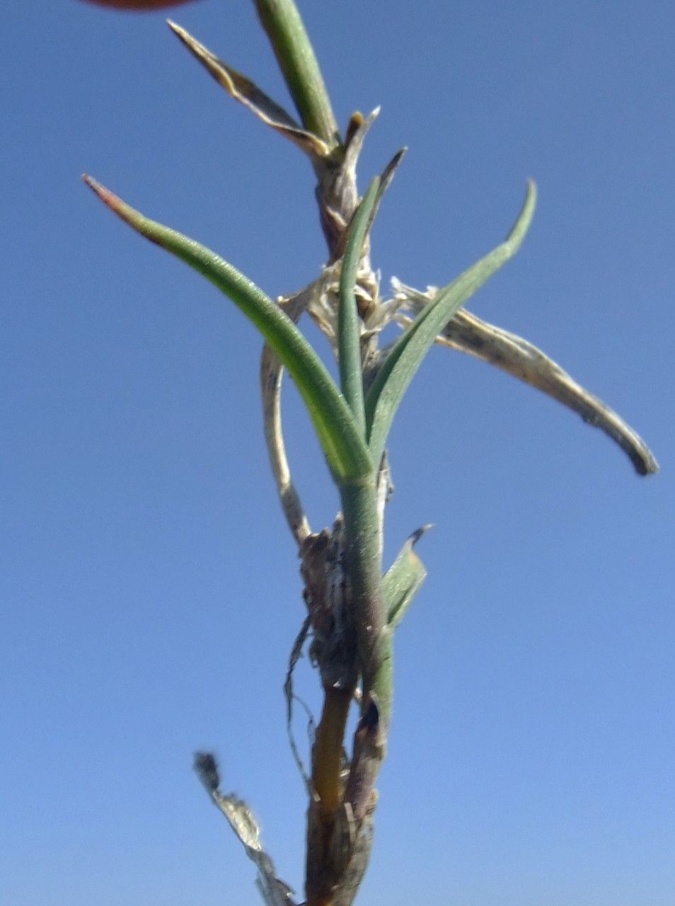 Trisetum distichophyllum flower