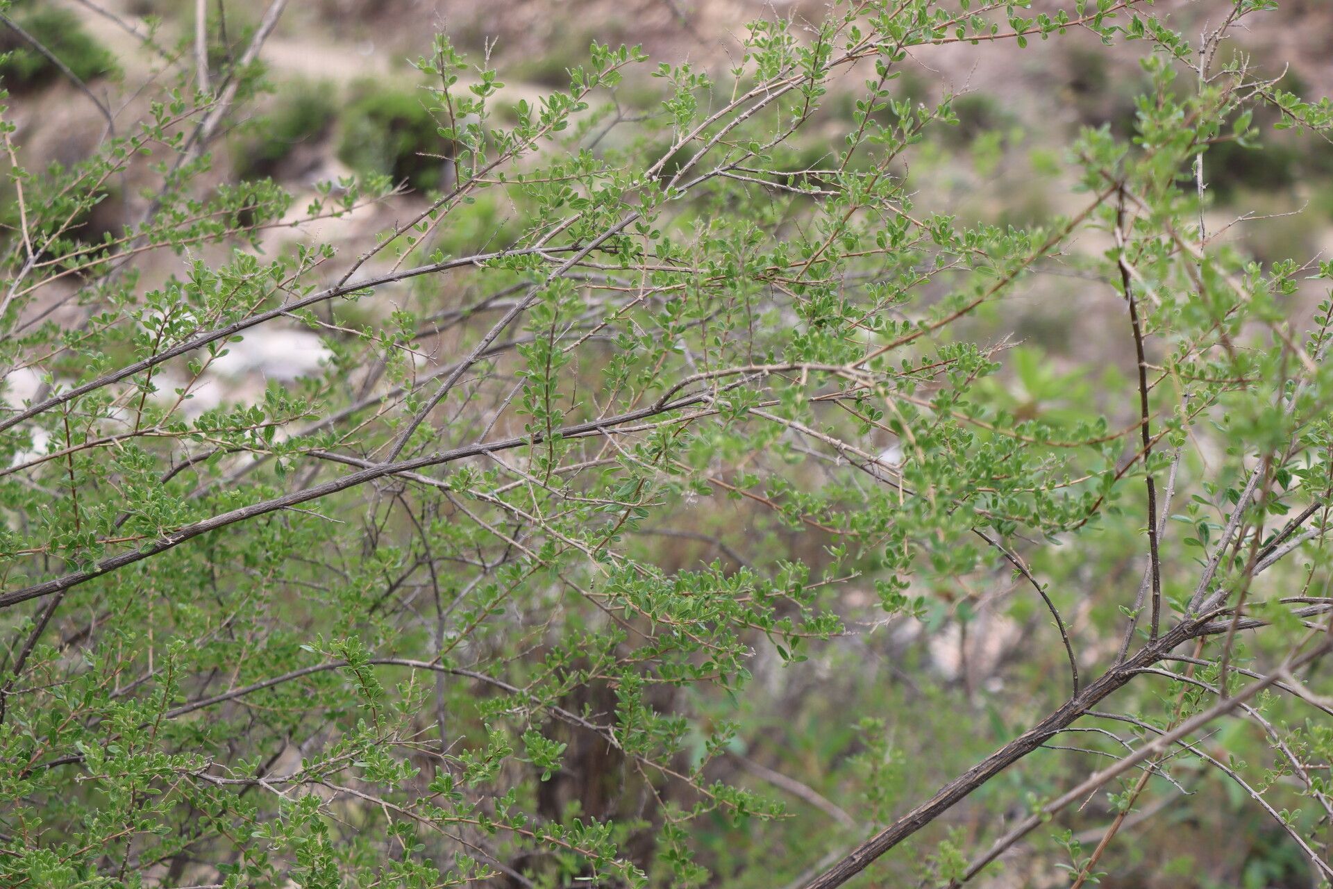 Aloysia arequipensis habit