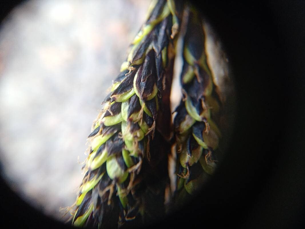 Carex aterrima flower