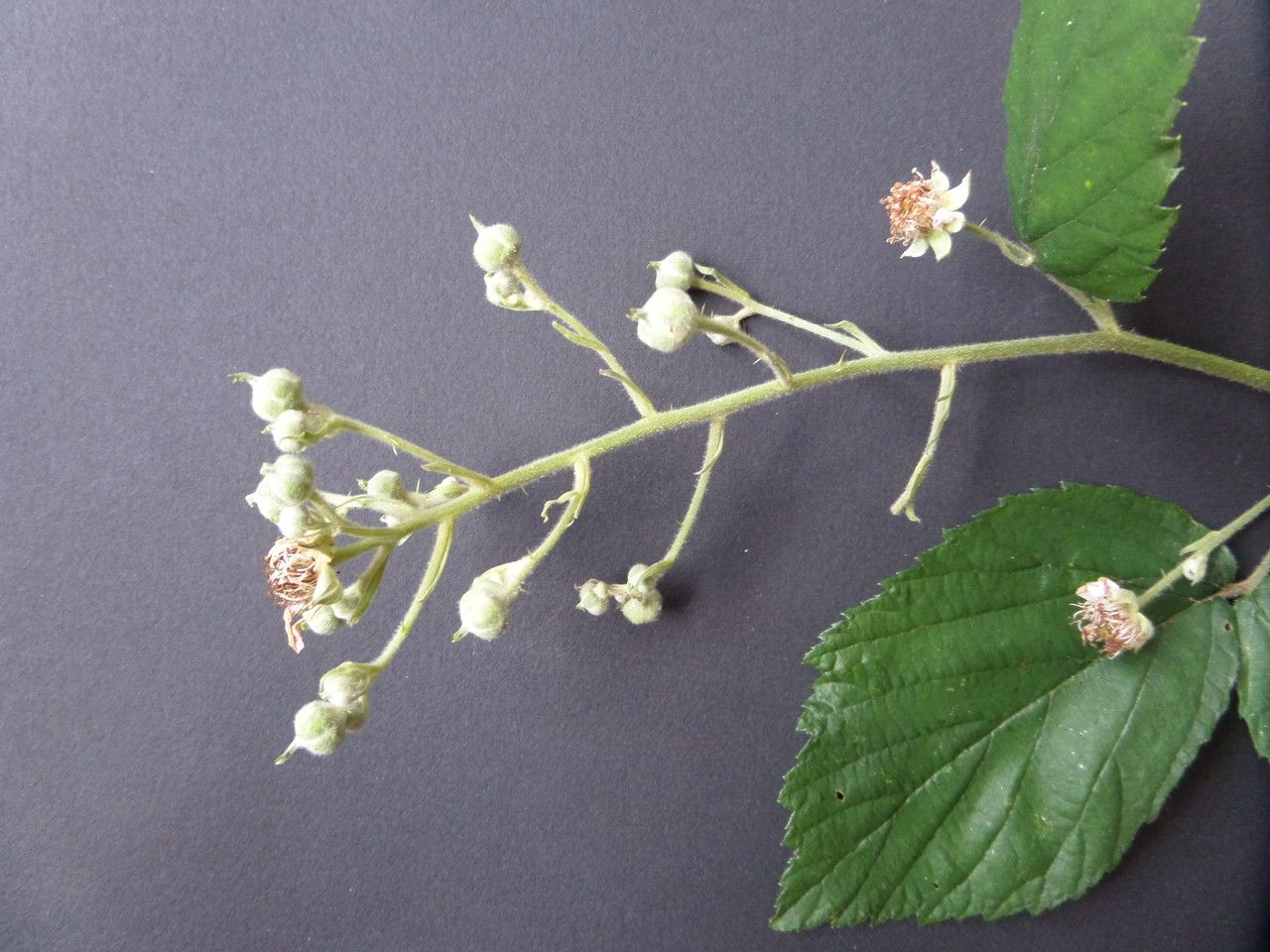 Rubus pedatifolius flower