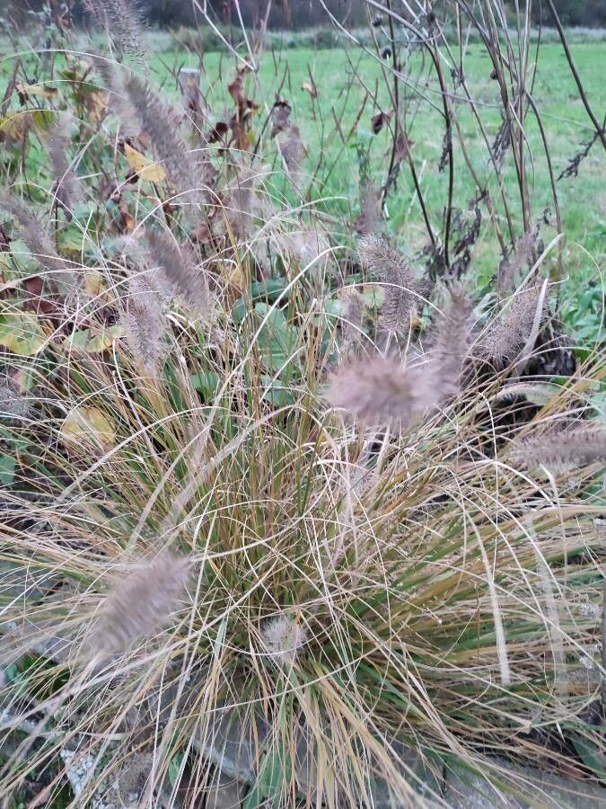 Cenchrus setaceus flower