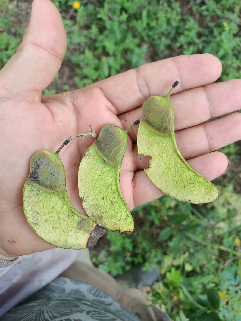Machaerium arboreum fruit