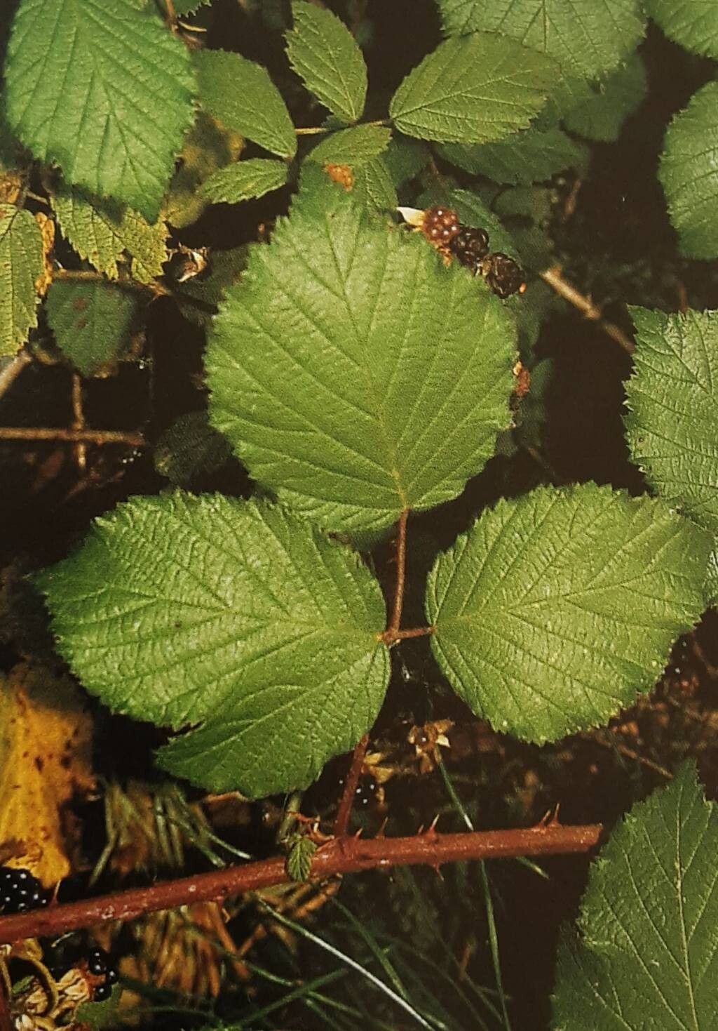 Rubus oenensis — houseplant care guide