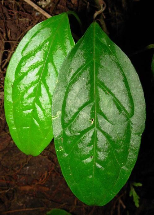 Anthurium trisectum leaf