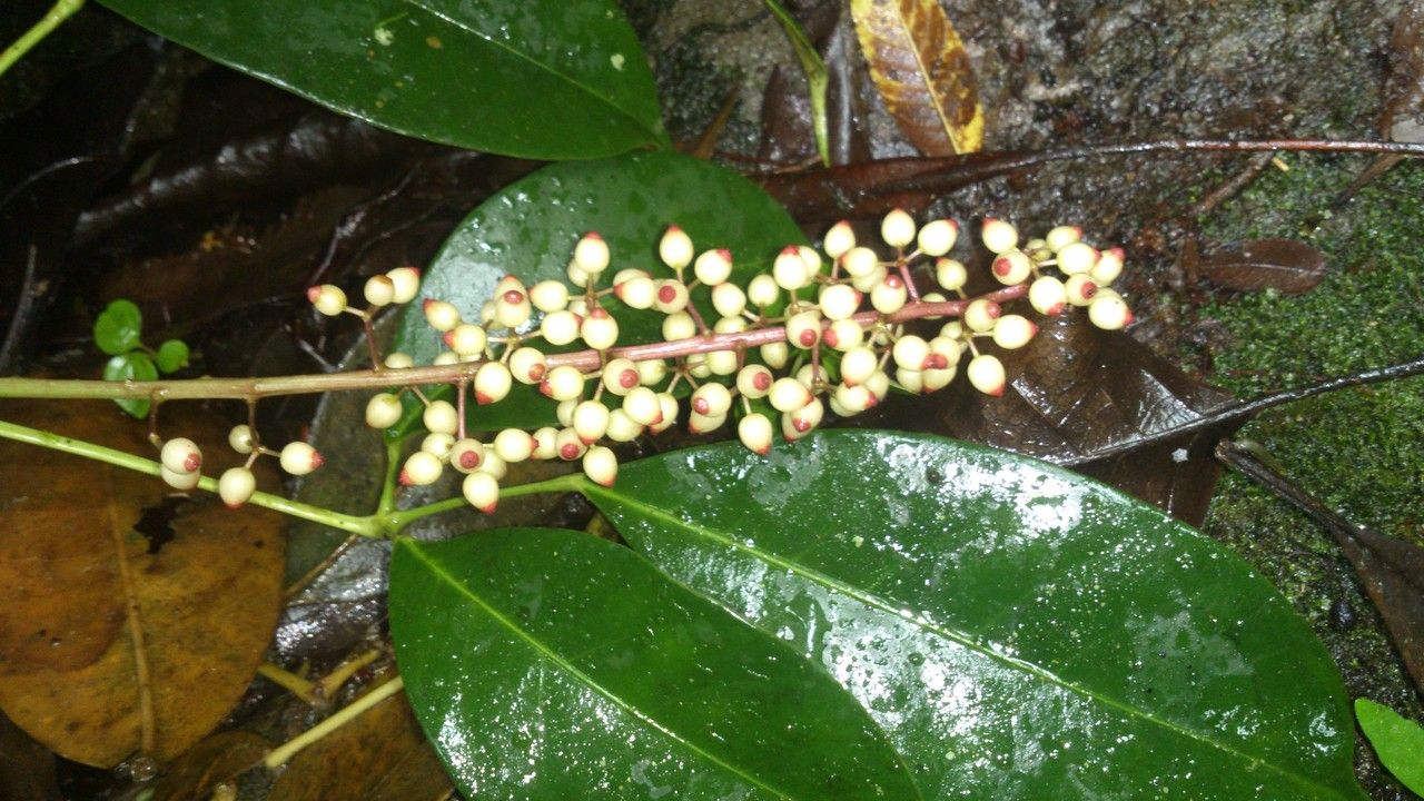 Schefflera brenesii fruit