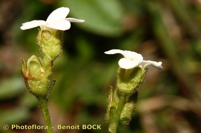 Saxifraga depressa flower