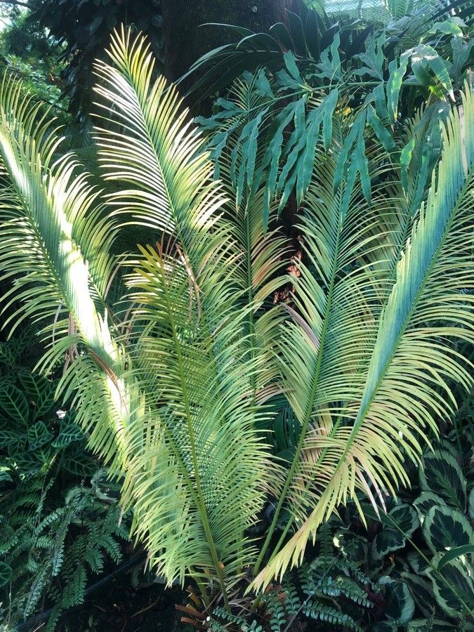 Cycas panzhihuaensis — search result for 'Cycas'