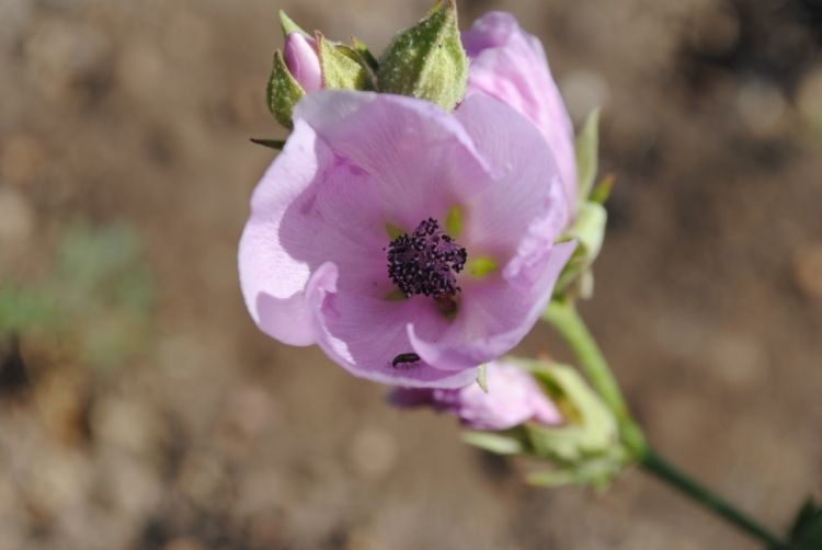 Iliamna bakeri flower