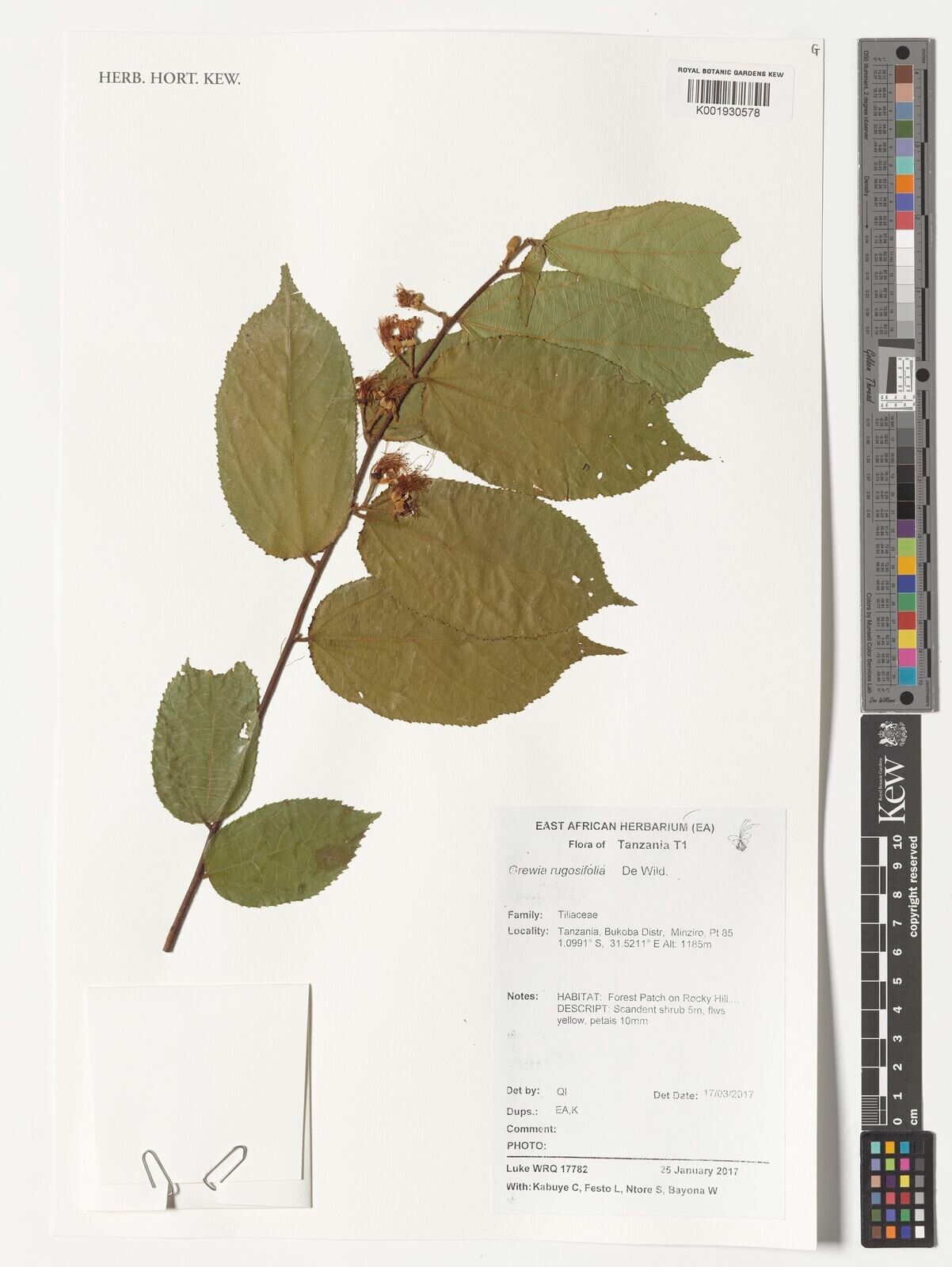 Grewia rugosifolia — houseplant care guide