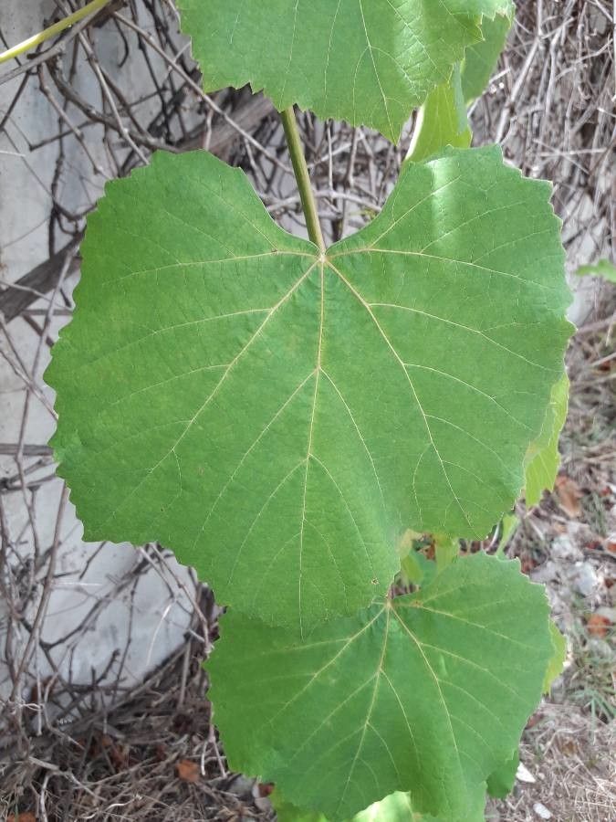 Vitis girdiana leaf