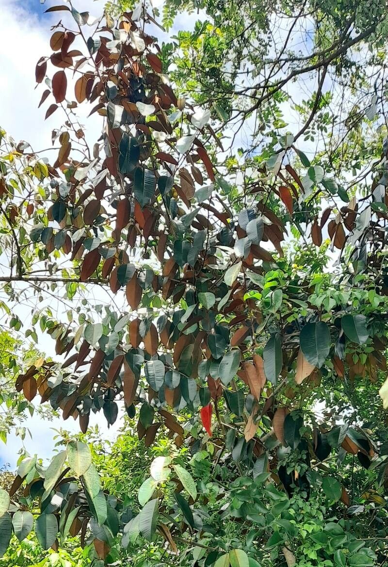 Chrysophyllum oliviforme habit