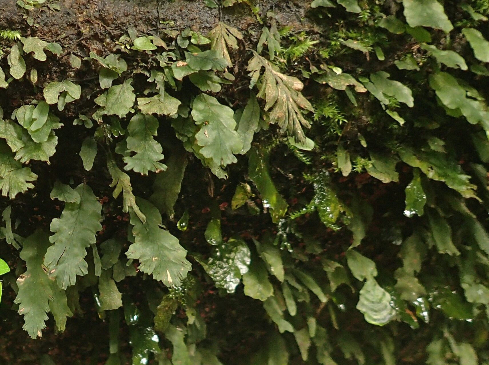 Trichomanes erosum — houseplant care guide