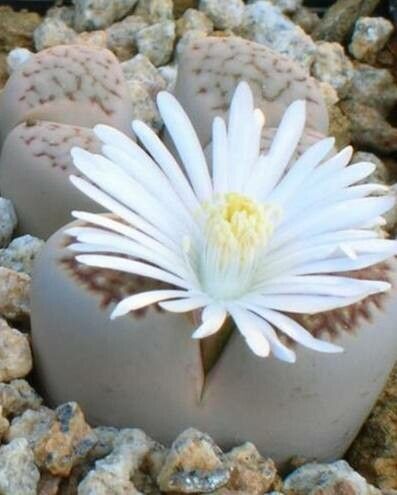 Lithops villetii flower