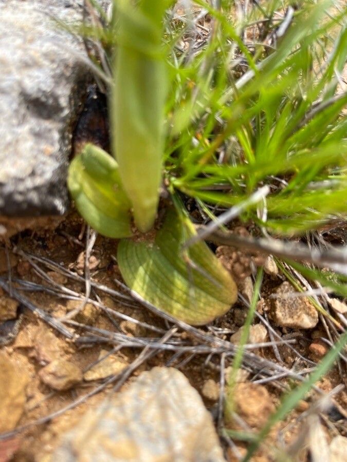 Ophrys lutea leaf