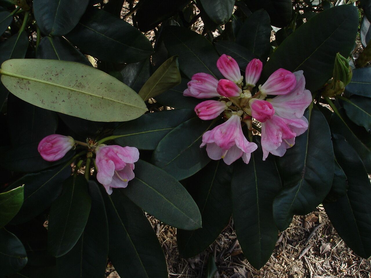 Rhododendron faberi — houseplant care guide