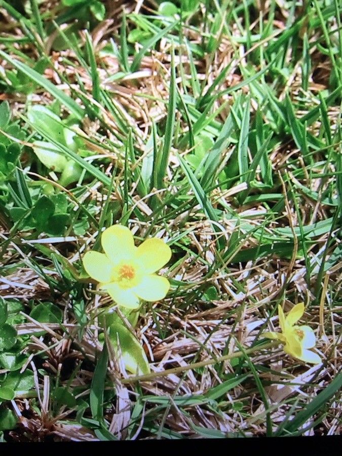 Ranunculus marschlinsii flower