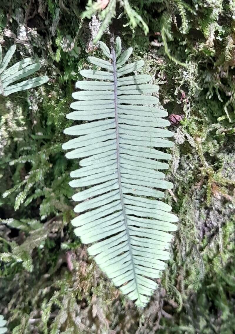 Pecluma filicula — related species from the same genus