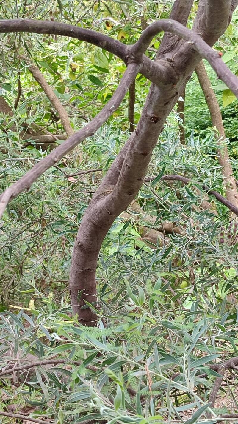 Acacia × hanburyana bark