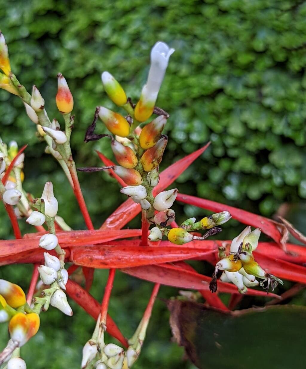 Aechmea servitensis flower