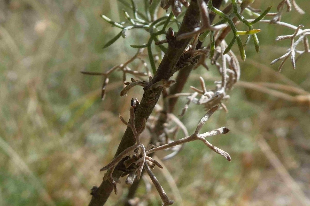 Artemisia chamaemelifolia fruit