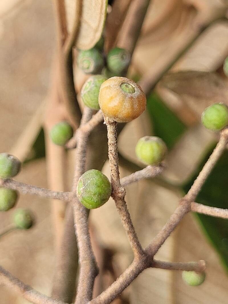Miconia stevensiana fruit