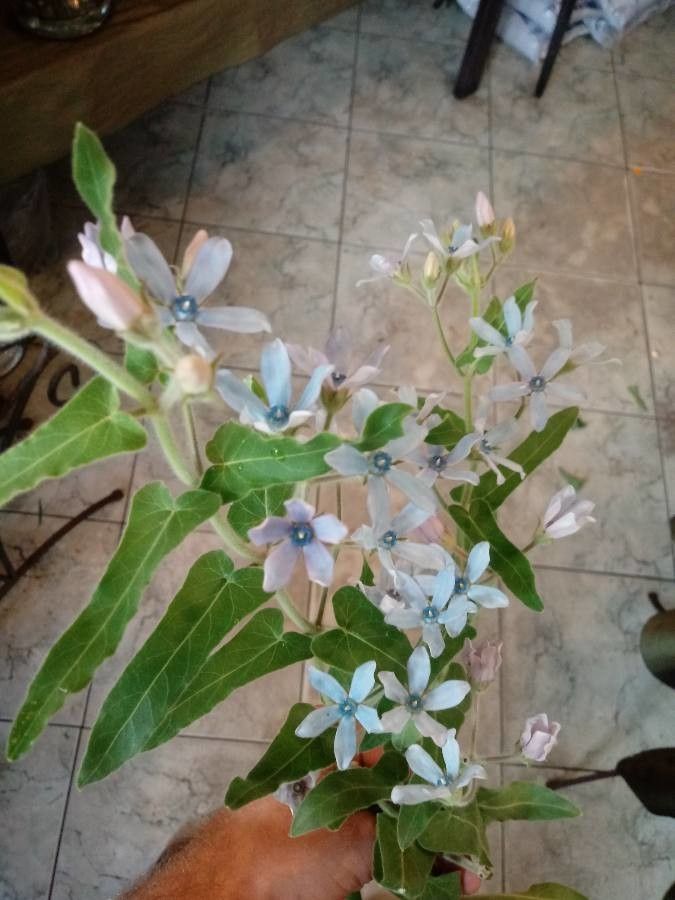 Oxypetalum coeruleum habit