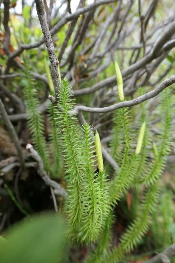 Spinulum annotinum — houseplant care guide