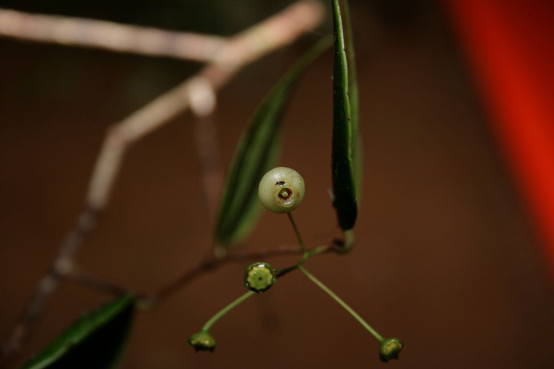 Vaccinium crassistylum flower