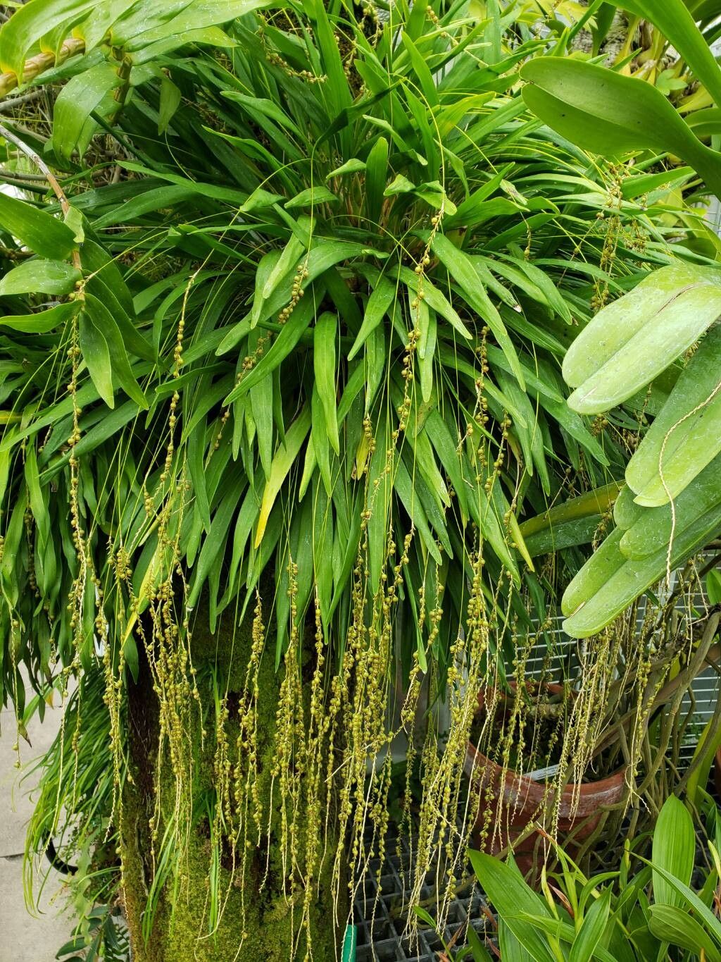 Coelogyne filiformis habit