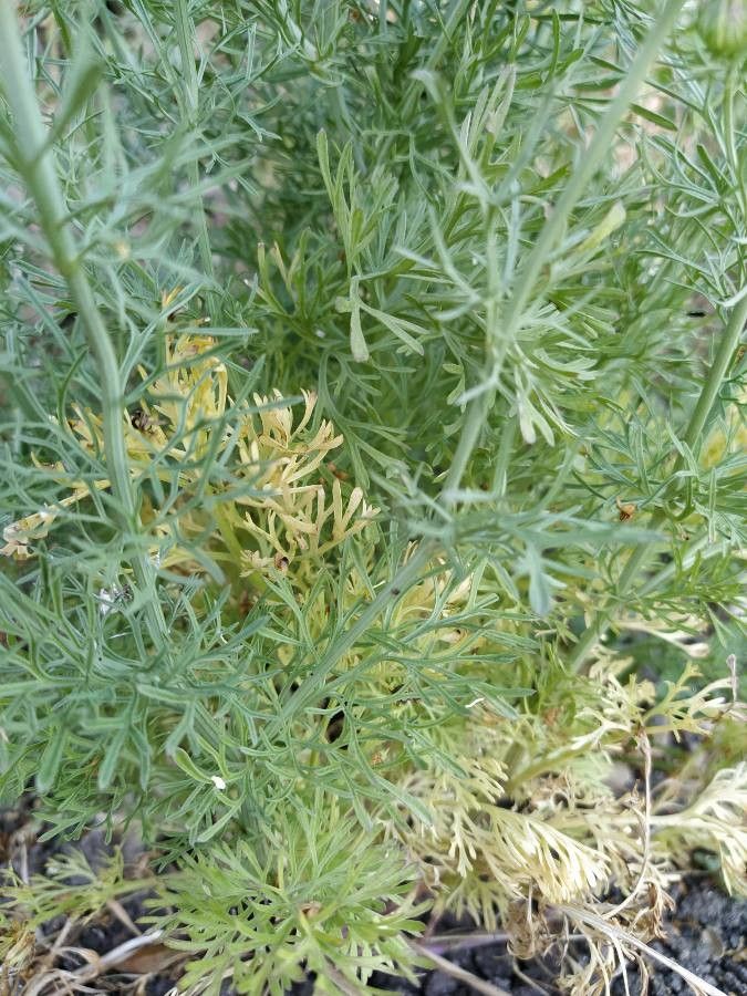 Nigella hispanica — search result for 'Nigella'