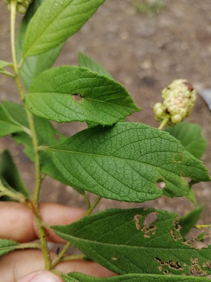 Varronia guanacastensis — houseplant care guide