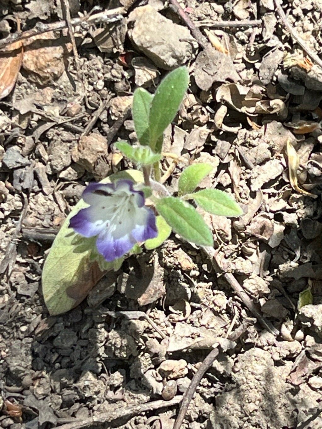 Phacelia cephalotes flower