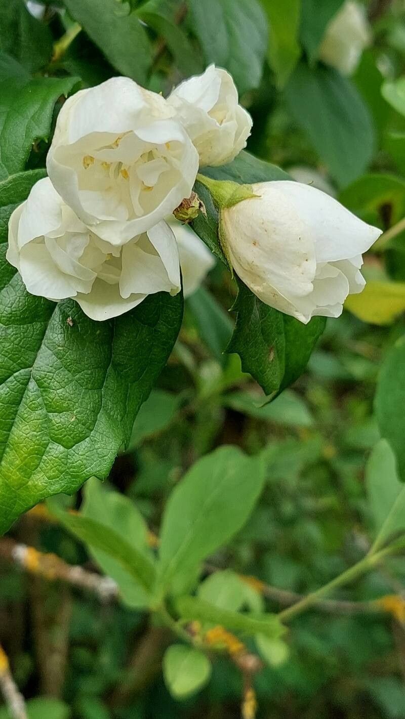 Philadelphus × virginalis flower