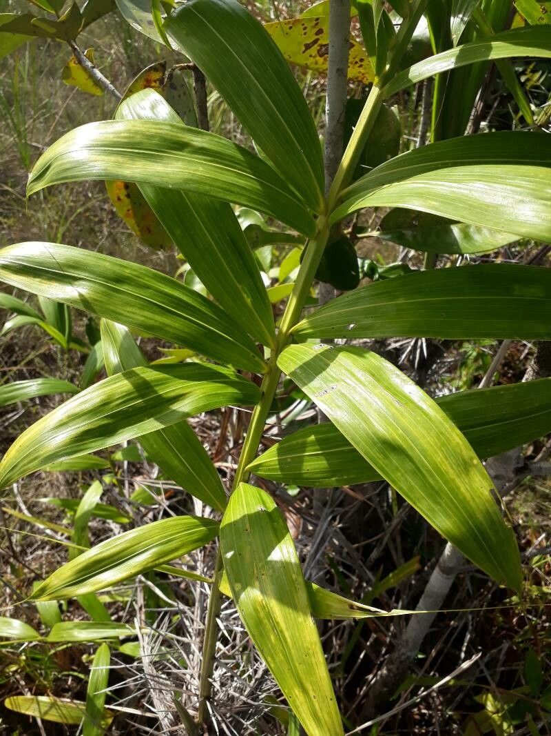 Bactris campestris leaf