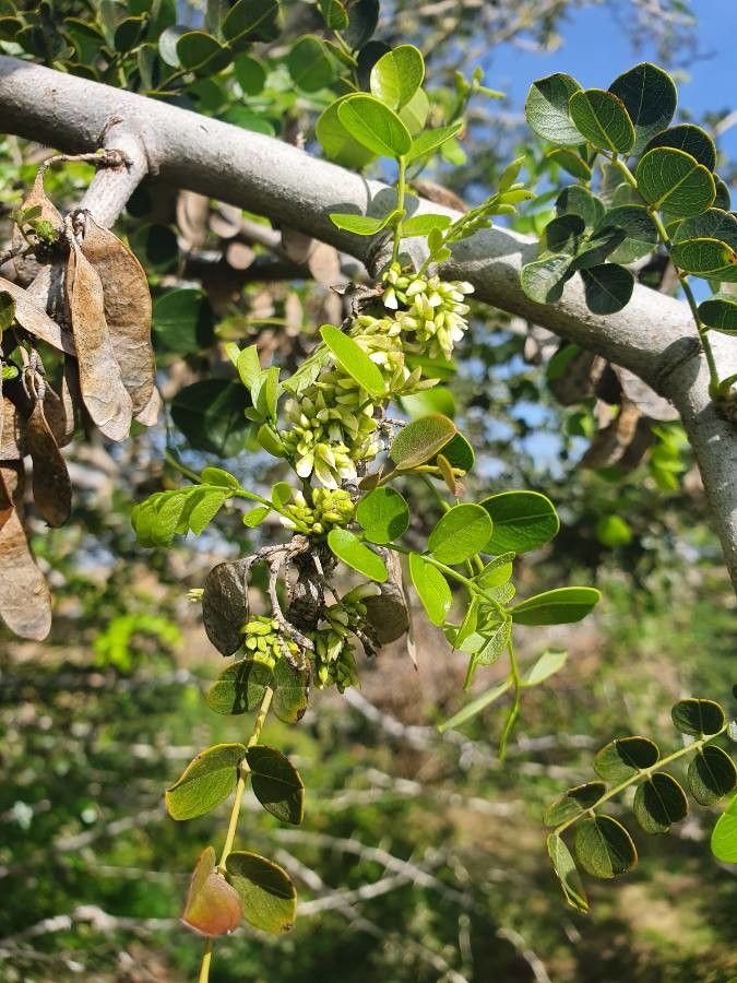 Dalbergia melanoxylon flower