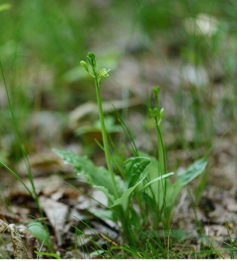 Platanthera obtusata — search result for 'Sweden'