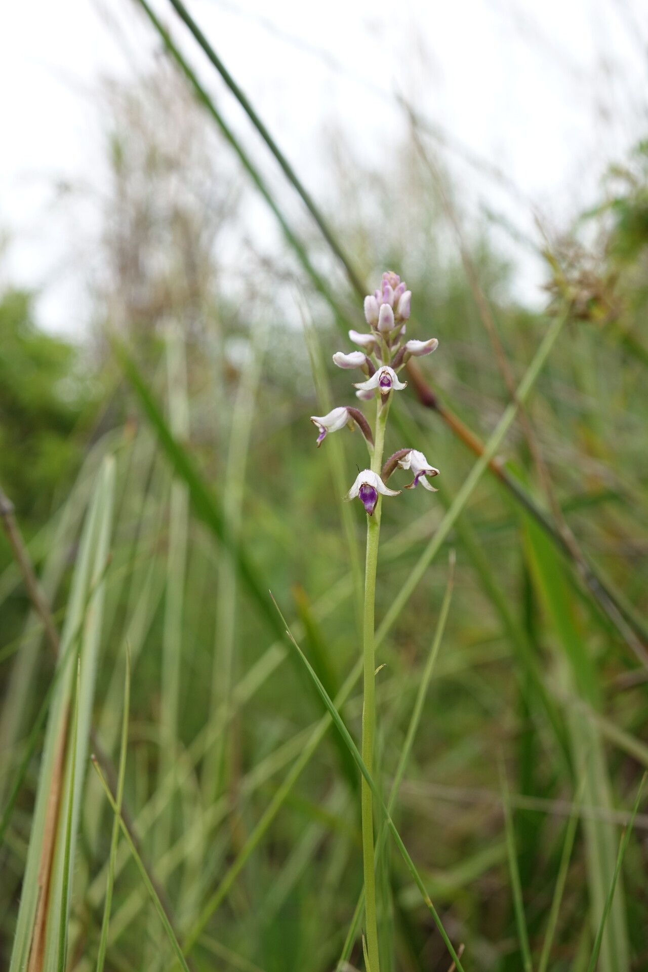 Cynorkis papillosa — houseplant care guide