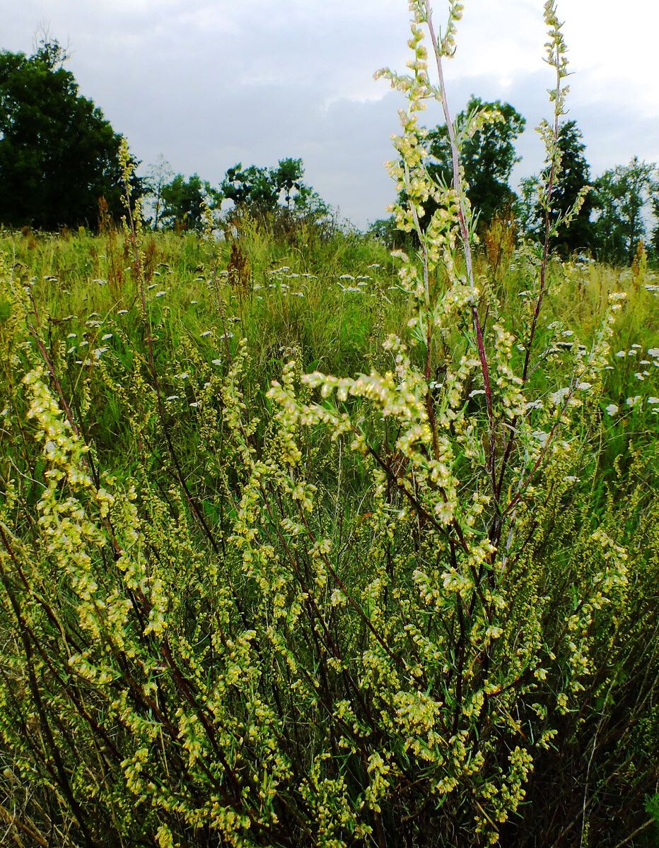 Artemisia chamaemelifolia flower