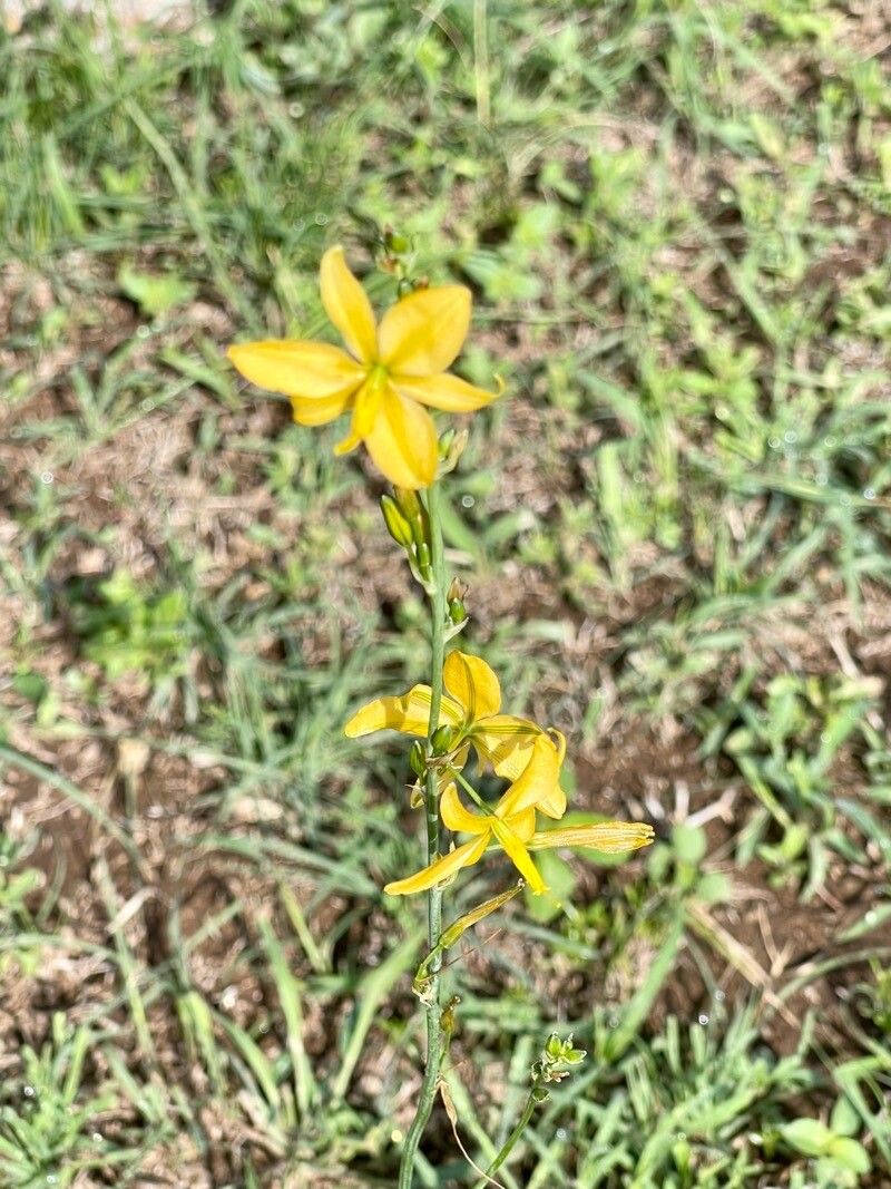 Echeandia flavescens habit