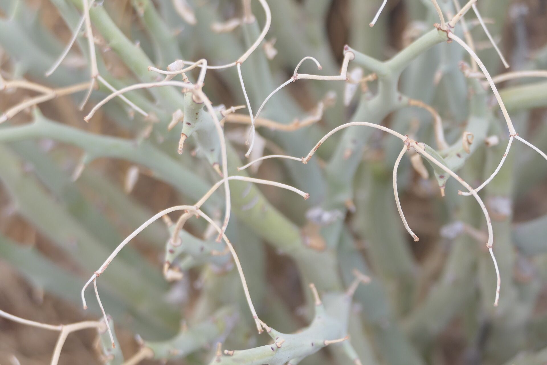 Euphorbia gariepina bark