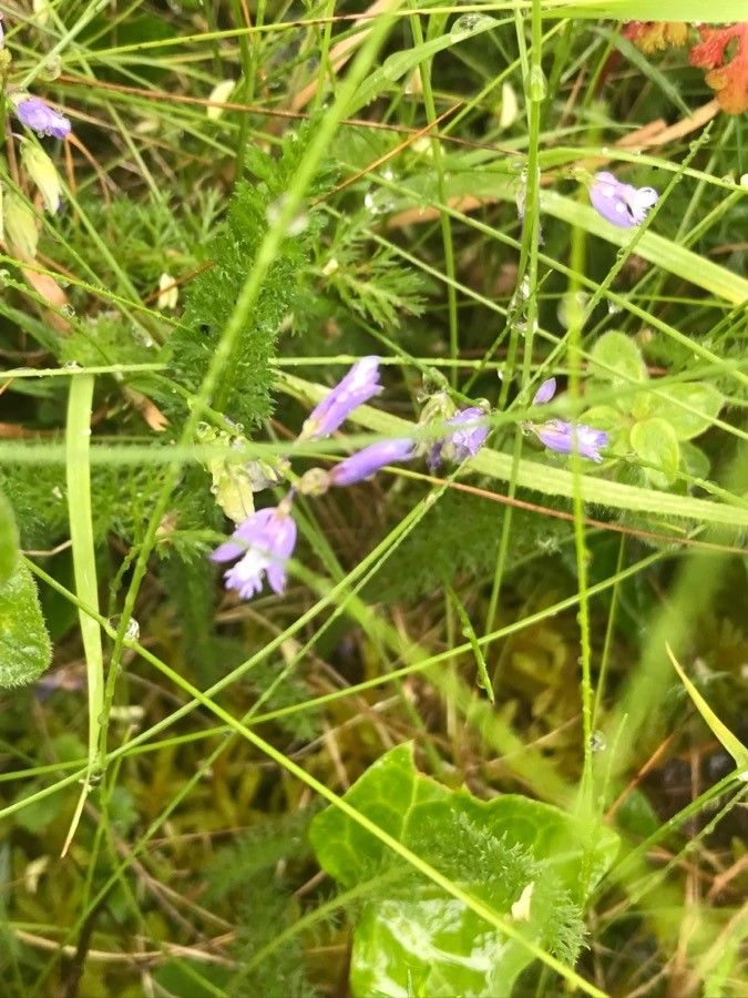 Polygala serpyllifolia habit