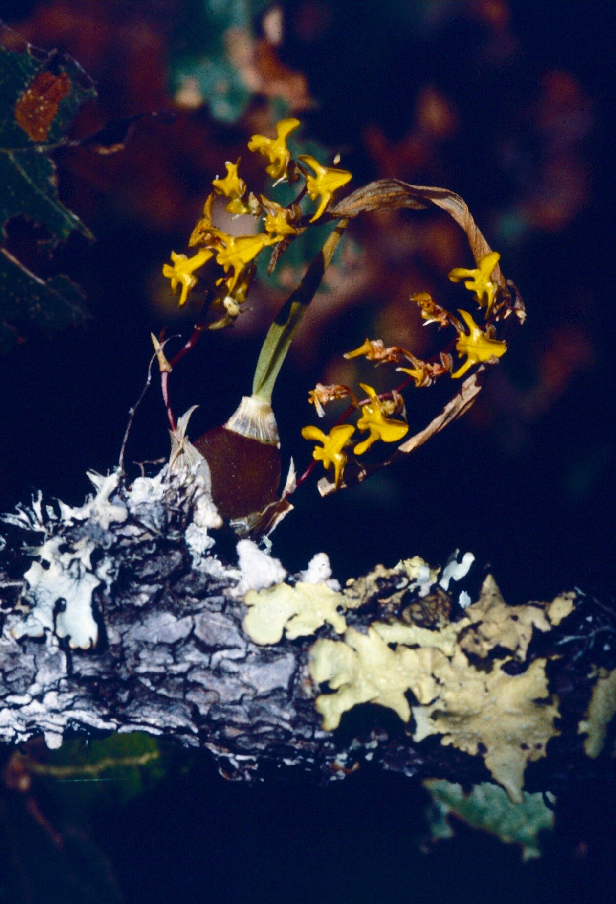 Erycina hyalinobulbon — related species from the same genus