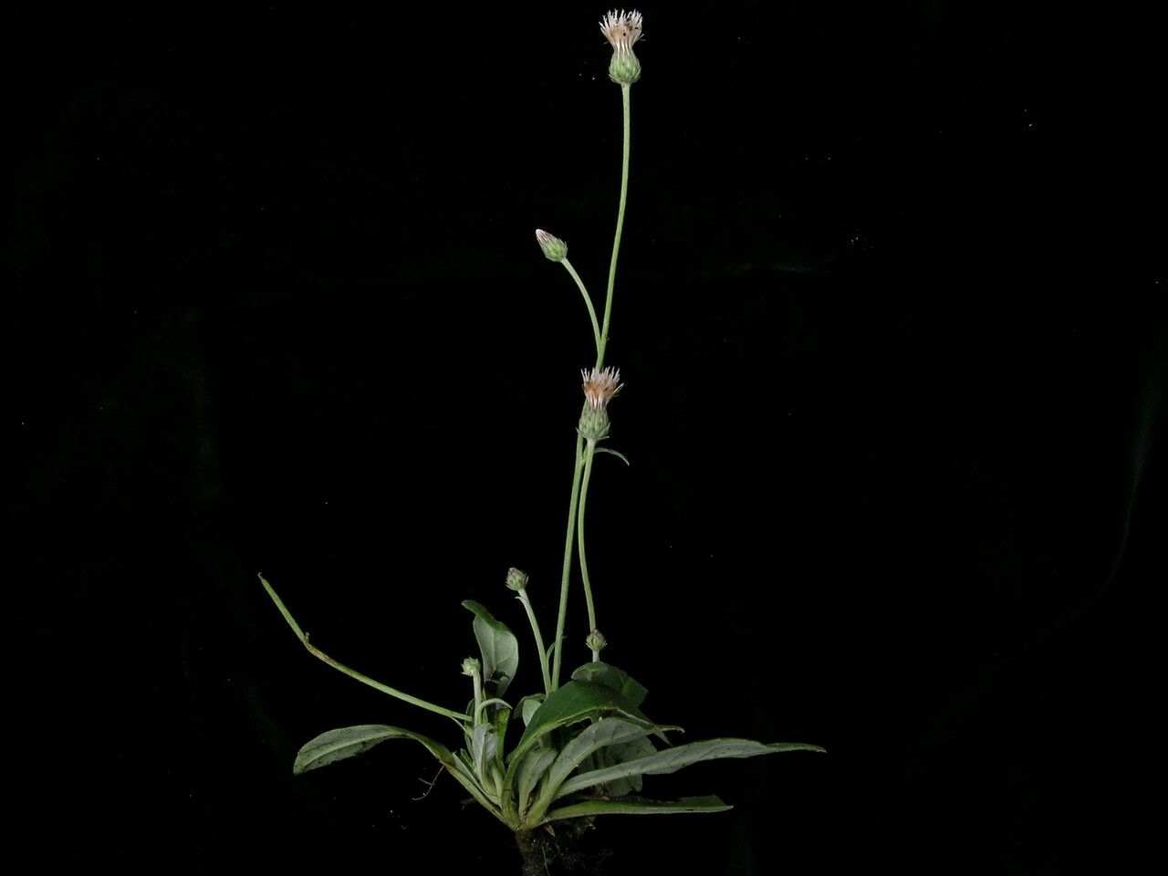 Jurinea heteromalla habit