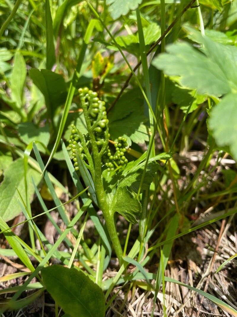 Botrychium boreale habit